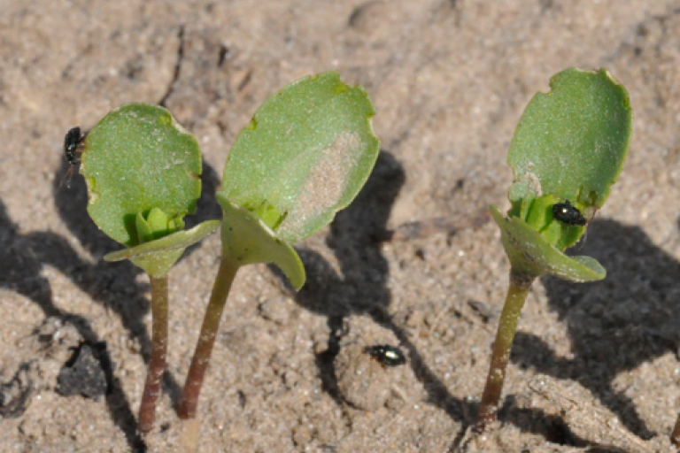 Aardvlooien op vlas