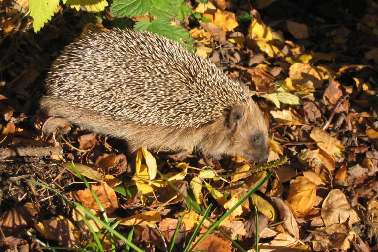 Egel