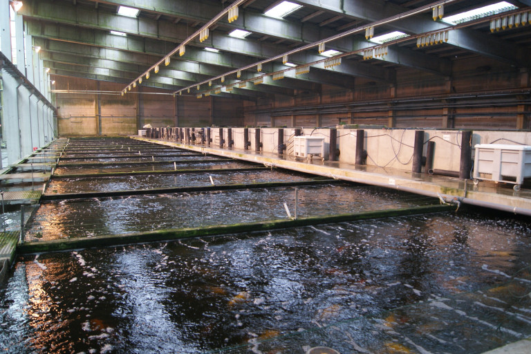 aquacultuur vis forel