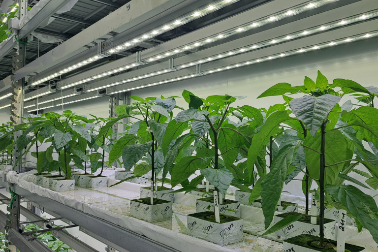 Vertical farm paprika