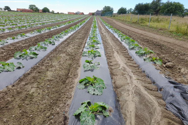 Erosie_courgetten