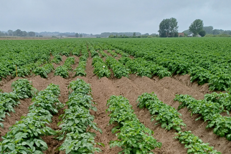 proef late aardappelrassen 2024
