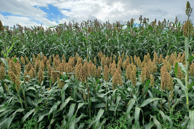 Sorghum