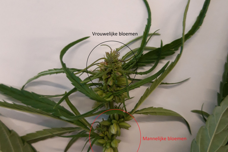Aanduiding mannelijke en vrouwelijke bloemen op hennep