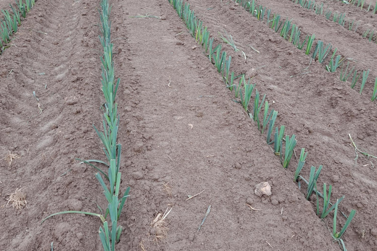 planten prei