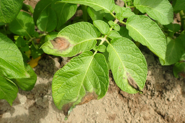 Aantasting door Phytophthora op de bladeren van het ras Agria in de rassenproef biologische aardappelen