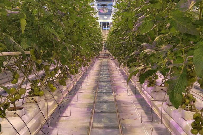 Tomatenplanten Agrotopia