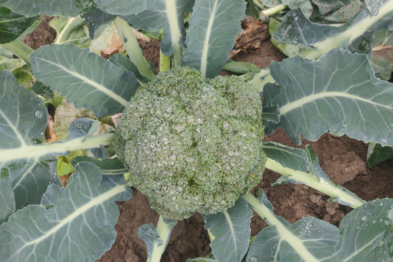 Broccoli scherm in het veld