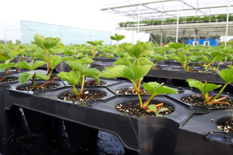 Aardbeiplantgoed op het trayveld