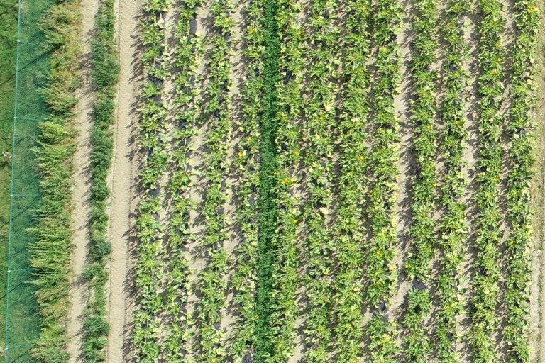dronevlucht courgette