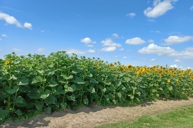 veld zonnebloem