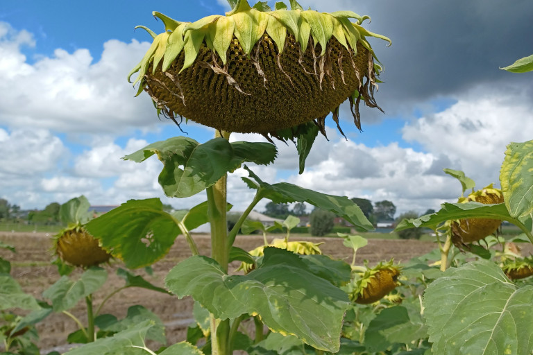 zonnebloem