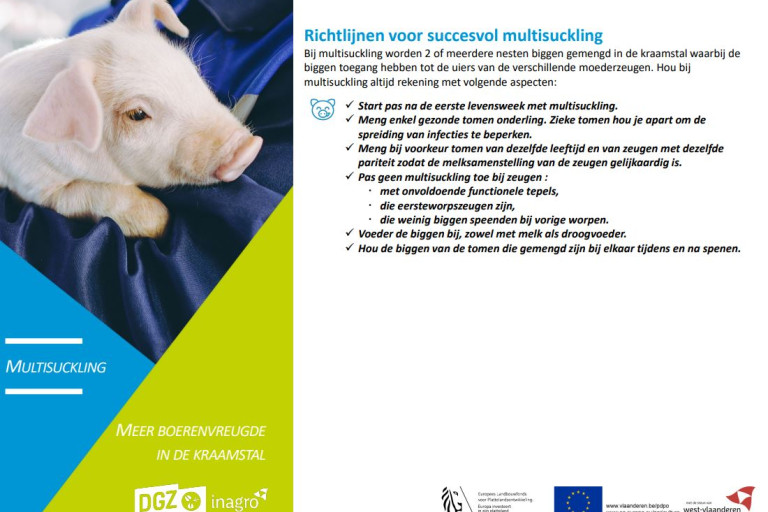 Boerenvreugde protocol multisuckling