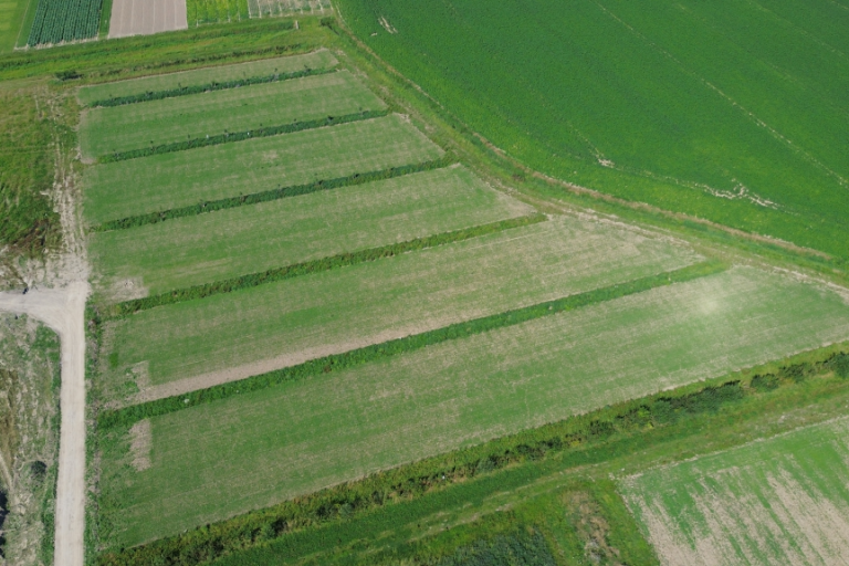 Luchtbeeld enkele weken na inzaai raaigras