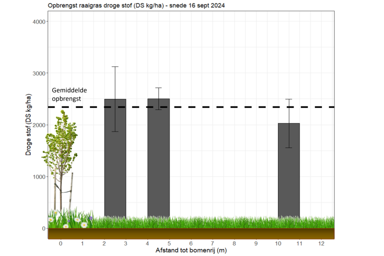 Opbrengst in DS van raaigras op het agroforestry perceel in 2024