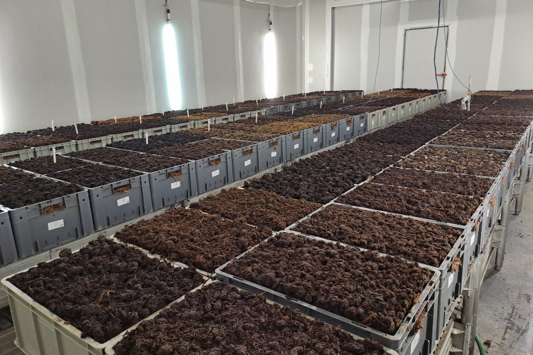 Overzicht in teeltcel champignonteelt