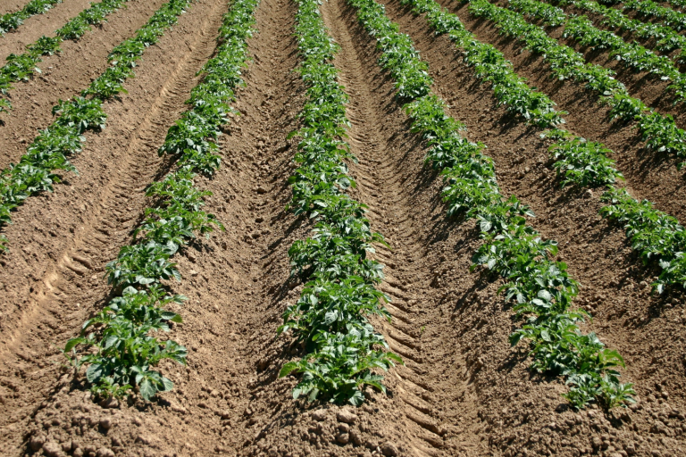akkerbouw aardappelveld