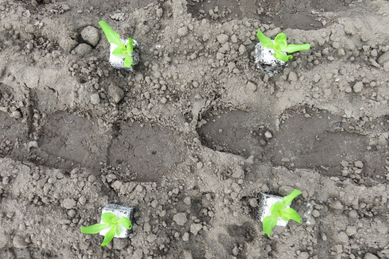 planten sla