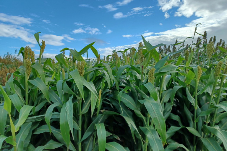 Nutrigrain-sorghum