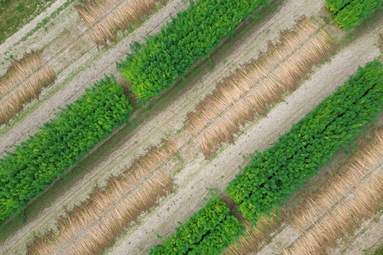 Dronebeeld hennep