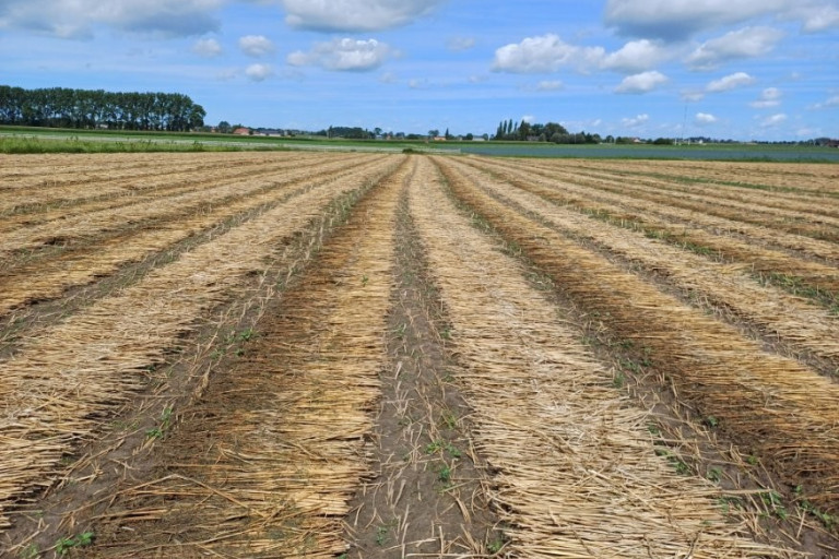 Hennep in zwad