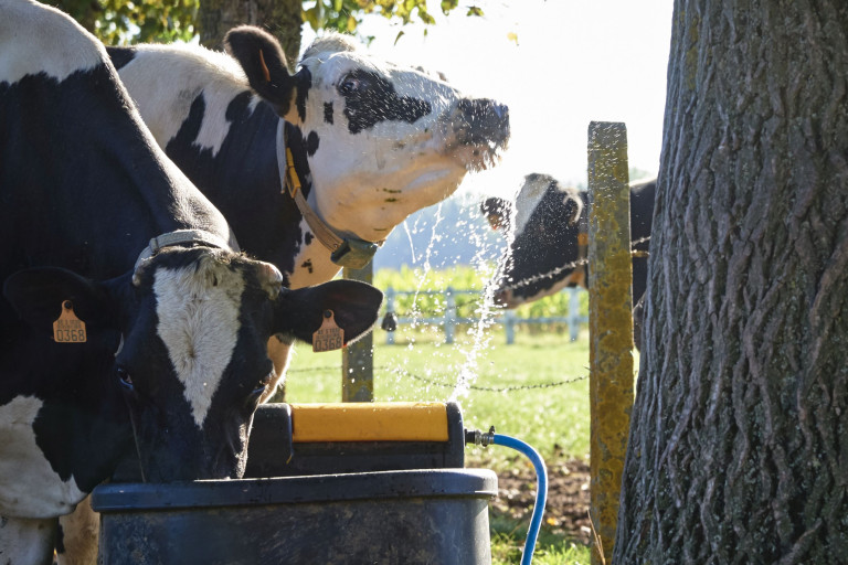 AgriClimate koe