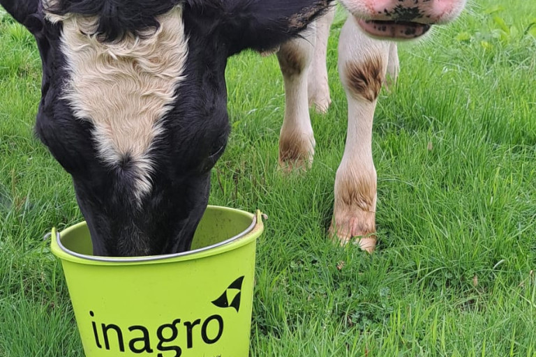 jongvee koe melkvee weide emmer inagro