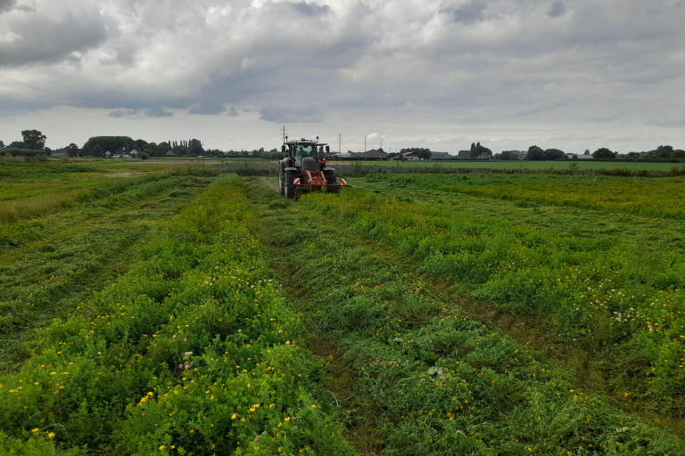 Oogst rolklaver proefperceel Inagro