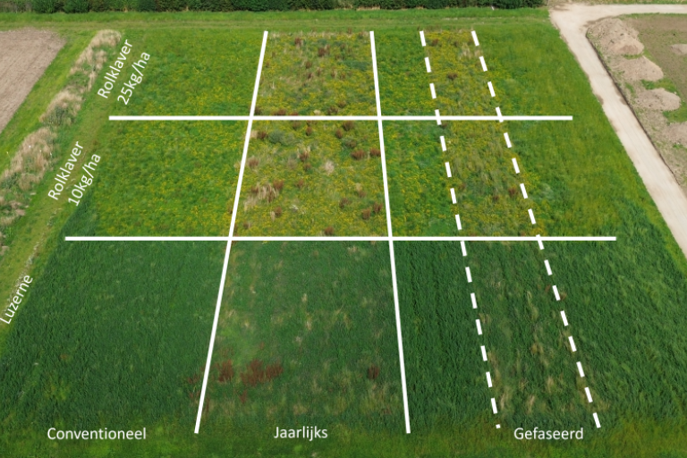 Proefopzet rolklaver perceel Inagro