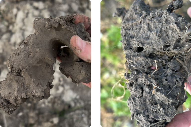 links geen kruimelstructuur in geploegde deel en rechts structuur, bodemleven en organisch materiaal in perceelstuk waar de groenbedekker bleef staan