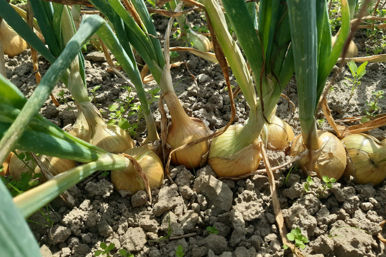 Rassenproef ajuin bio 2023