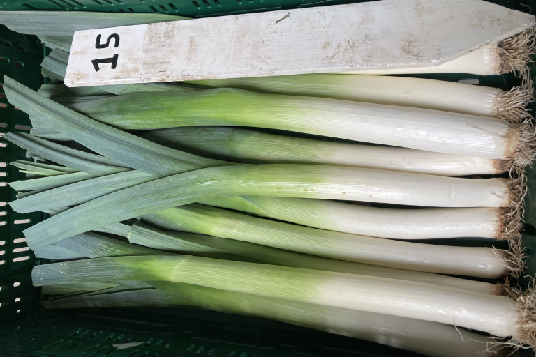 het ras Rapton in de bak van de rassenproef winterprei bio 2024