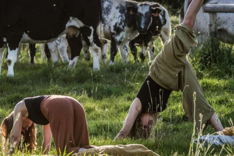 yoga tussen de koeien