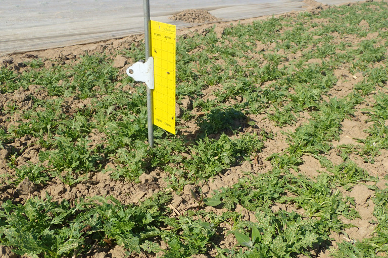 Monitoring aardvlo in raapsteel op Inagro