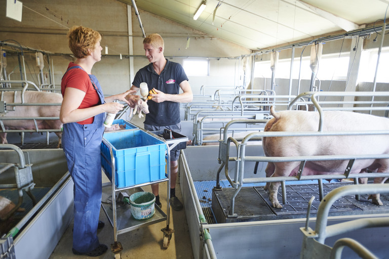 kraamhok samenwerken generatie varkens