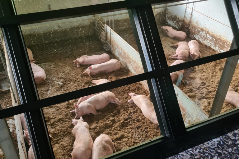 diva varkens op strooisel in grote groepen , met voldoende licht en ruimte