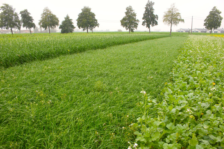 Grasachtige groenbedekker