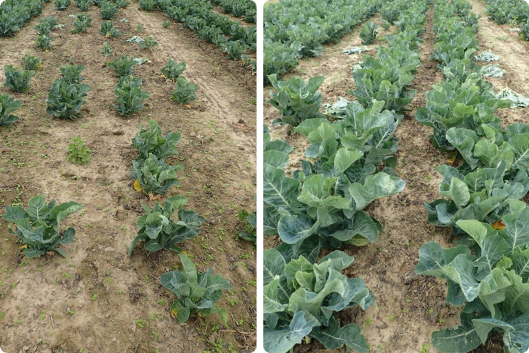 Foto’s links de onbehandelde controle, rechts een proefplot waar pellets van zwarte soldatenvlieg frass zijn toegediend in de plantrij