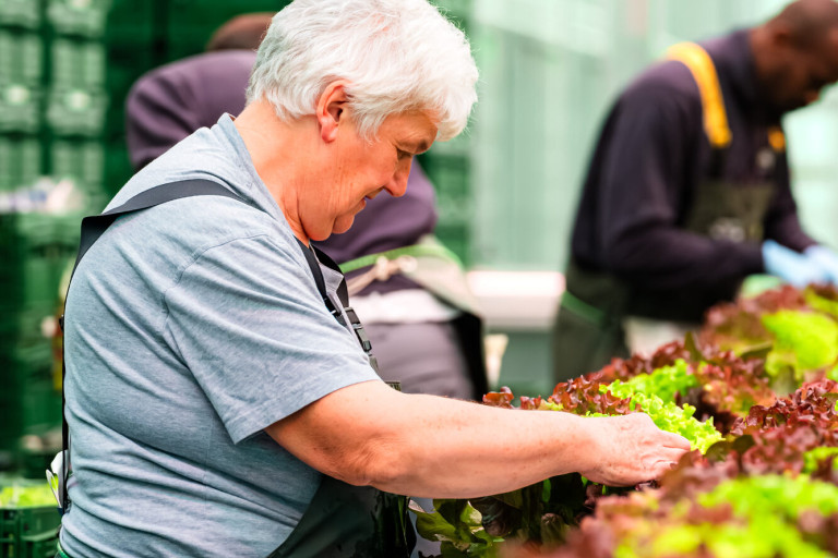 sla oogsten agrotopia