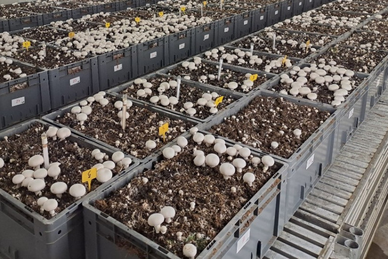 opstelling champignons substraat