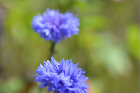 Bloemenranden bevorderen nuttige insecten