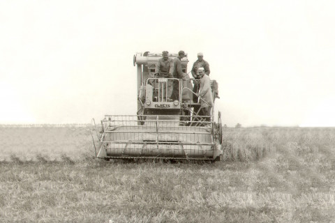 Historische foto oogst gerst