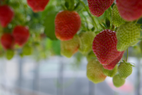 Bio_aardbei