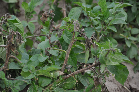 foto Pi plant