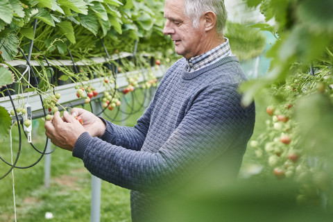 Aardbeien