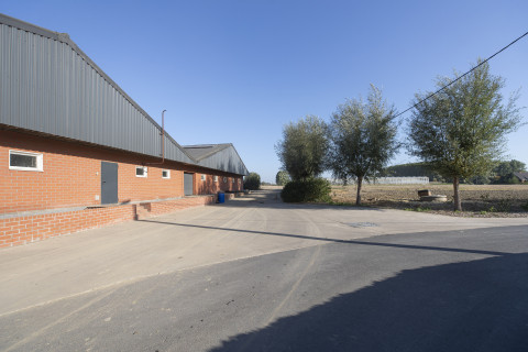 varkensstal met knotbomen