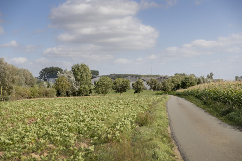 landschappelijke integratie van stallen met hoogstammige bomen