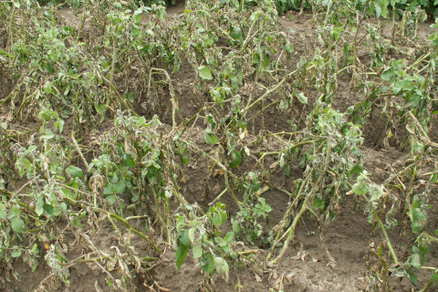 foto loof ernstig aangetast Phytophthora