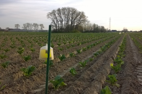 koolvliegval bloemkool