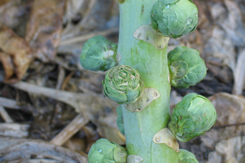 spruitkool slakkenschade